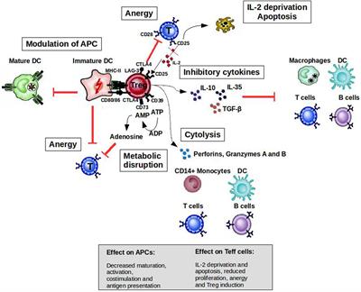 T Cell-Mediated Chronic Inflammatory Diseases Are Candidates for Therapeutic Tolerance Induction with Heat Shock Proteins